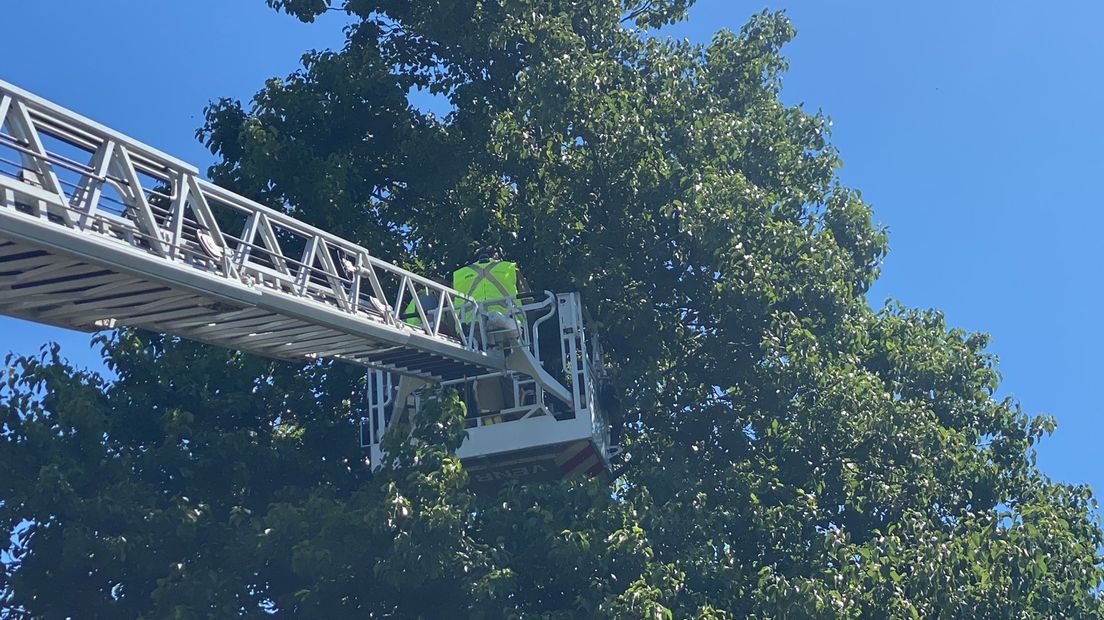 Toen de hoogwerker het dier naderde, vertrok het richting een andere boom