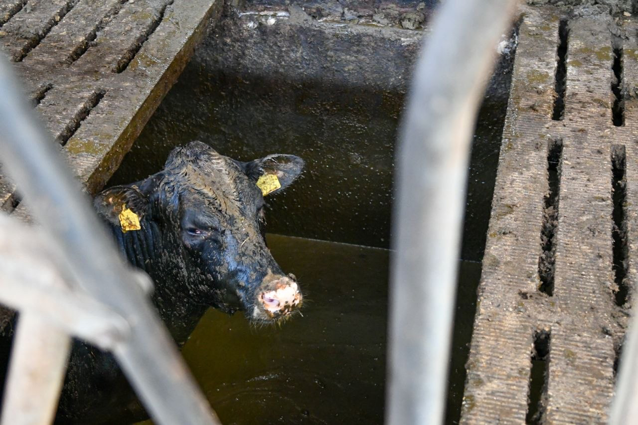 Reddingsactie: zeven pinken in gierkelder beland bij boerderij in Den Ham