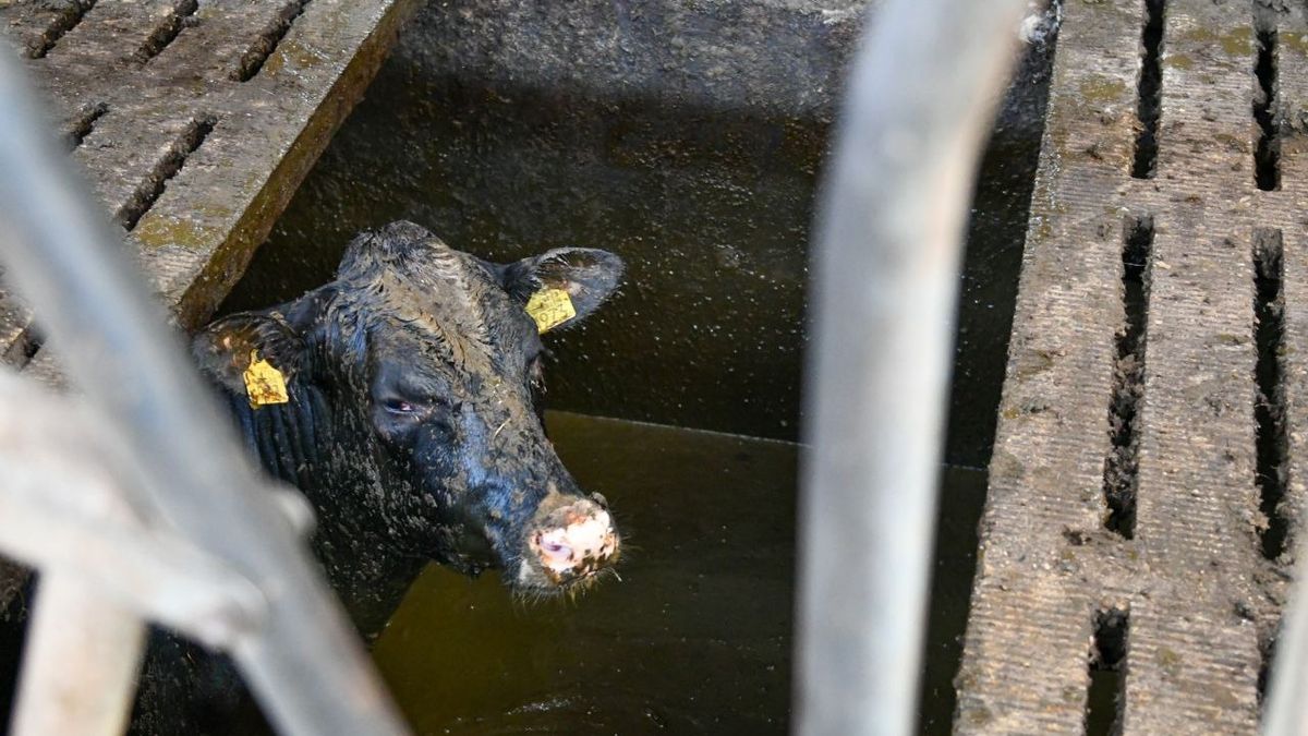Reddingsactie: zeven pinken in gierkelder beland bij boerderij in Den Ham