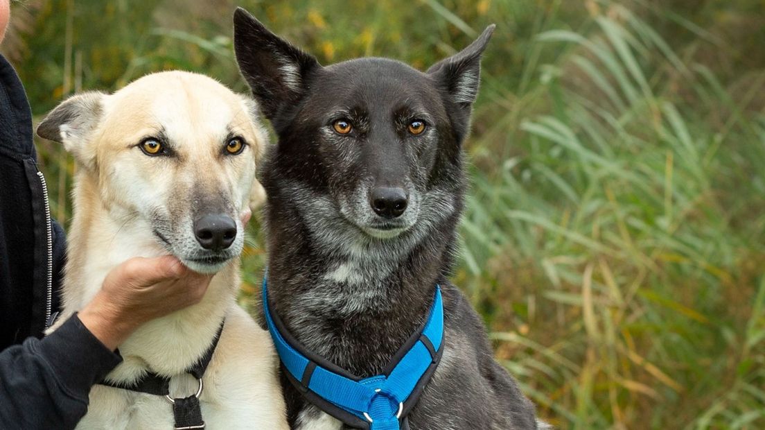 Bonny en Clyde bij het dierenasiel