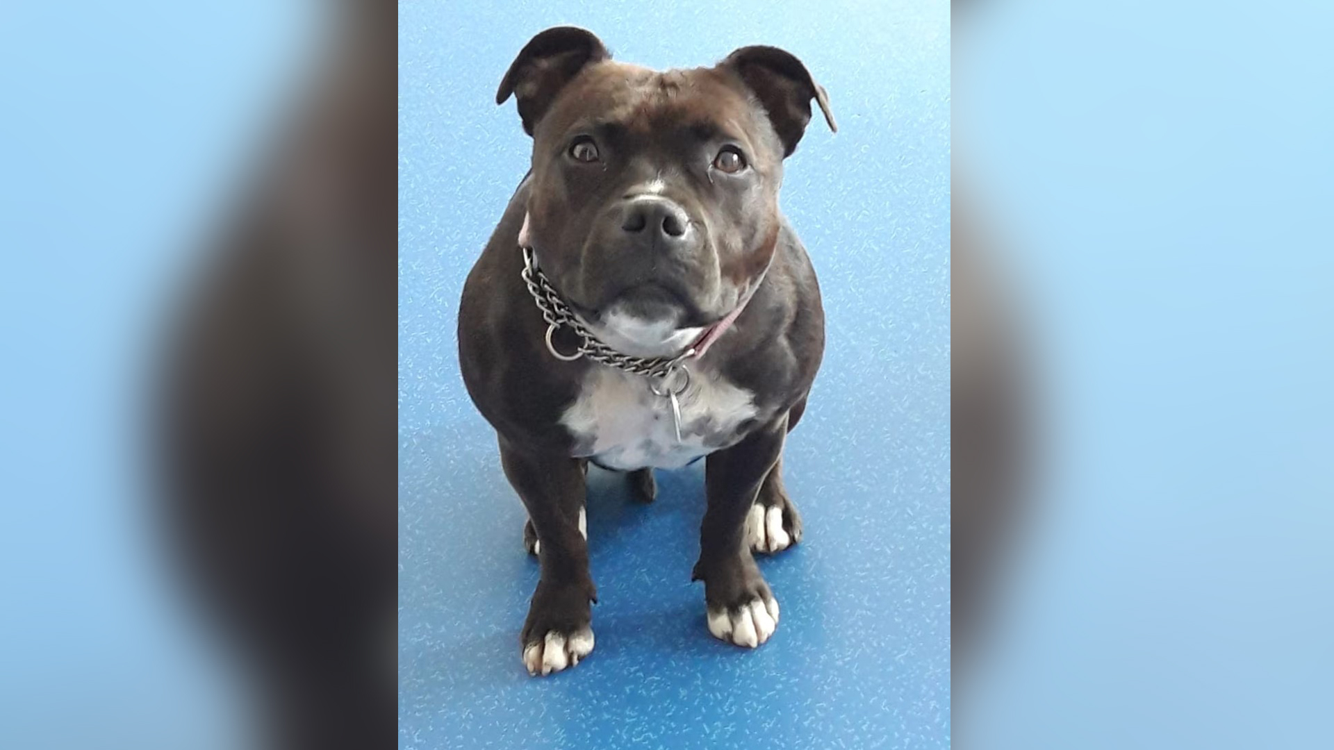 Hond Pep mag weer mee naar werk, rechter geeft fysiotherapeut gelijk