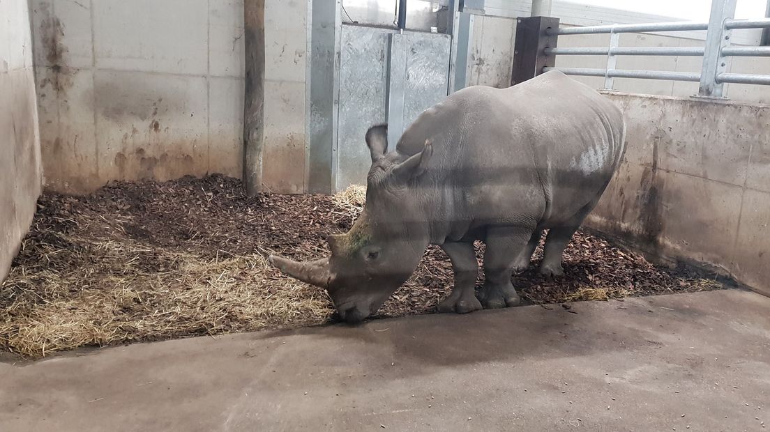 Het derde neushoornvrouwtje in Emmen ontdekt haar nieuwe onderkomen