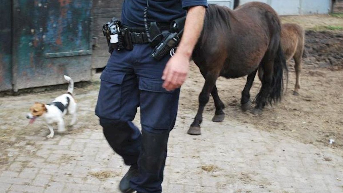 Justitie legt zich neer bij vonnis paarden Aadorp