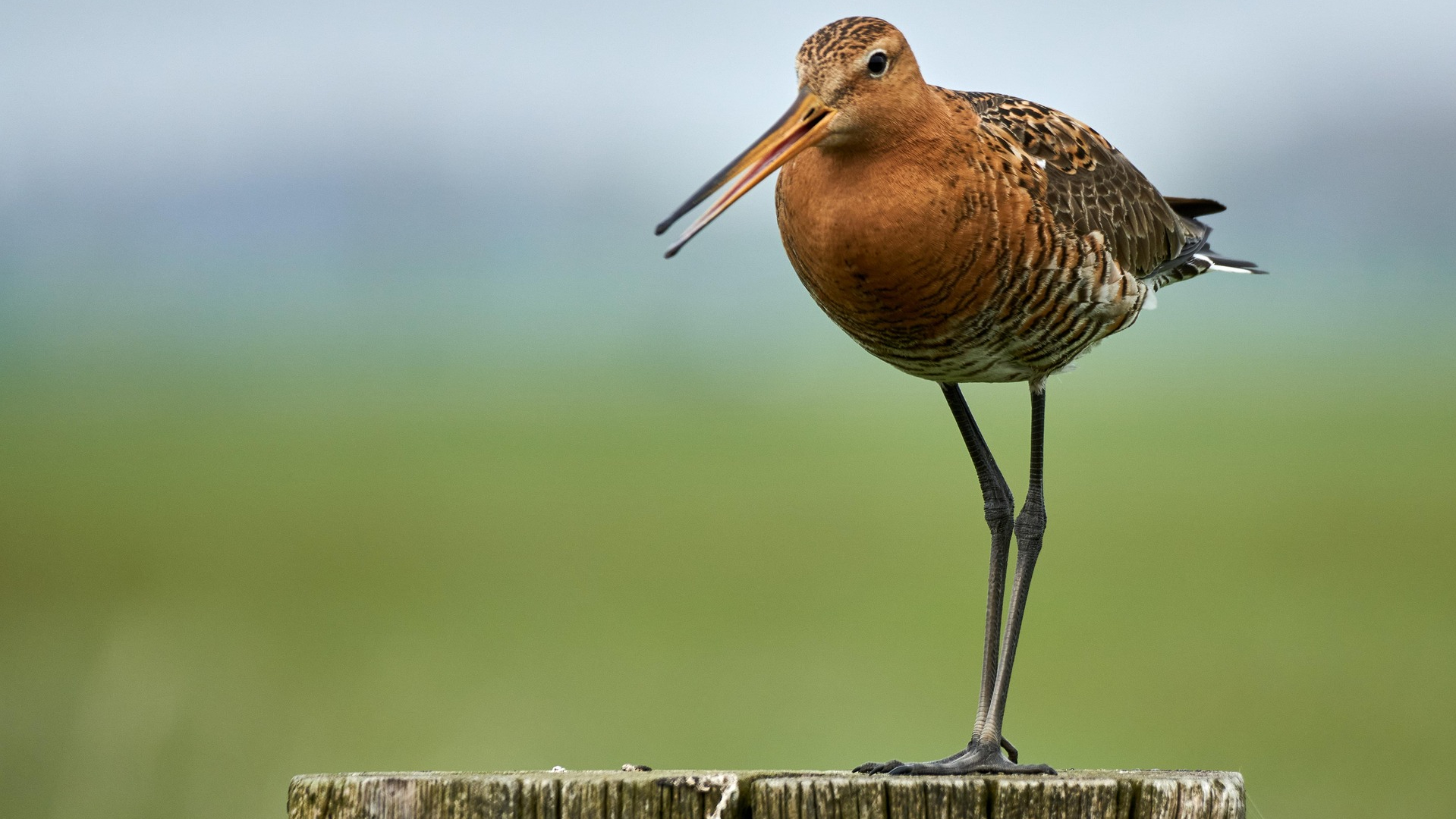 Weidevogel grutto