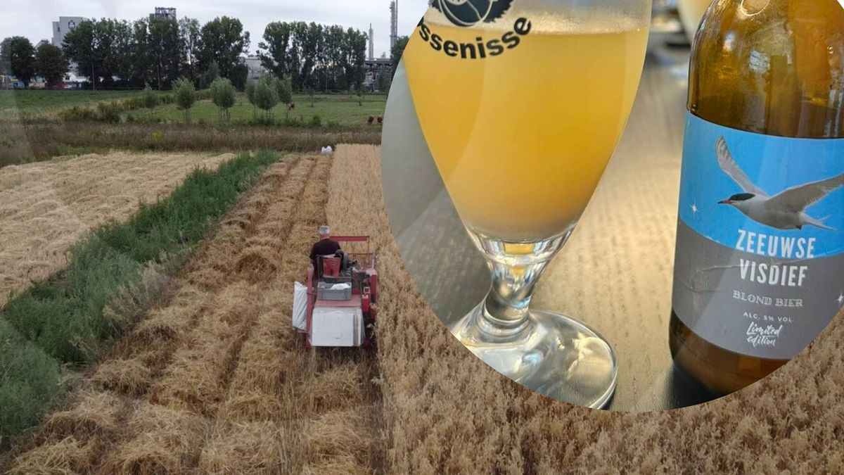 Zeeuwse visdief is inspiratie voor nieuw blond bier