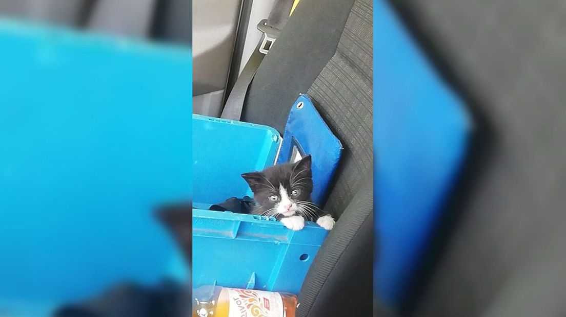 Kitten stapt in postbus