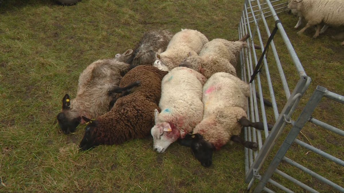 Tweede aanval in 24 uur in Nieuwehorne: weer een tiental schapen dood