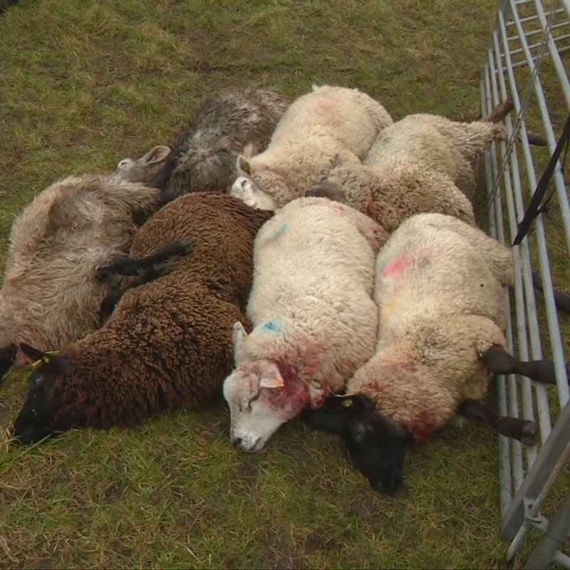 Tweede-aanval-in-24-uur-in-Nieuwehorne--weer-een-tiental-schapen-dood
