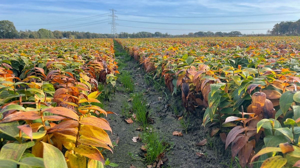 25.000 euro boete voor lelieteler Smilde blijft: hoogste rechter volgt waterschap volledig