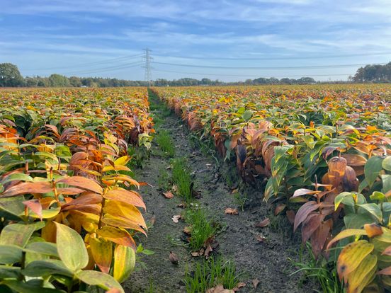 25.000 euro boete voor lelieteler Smilde blijft: hoogste rechter volgt waterschap volledig