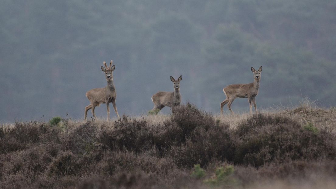 De Hoge Veluwe. Fotograaf: Jan Bruil