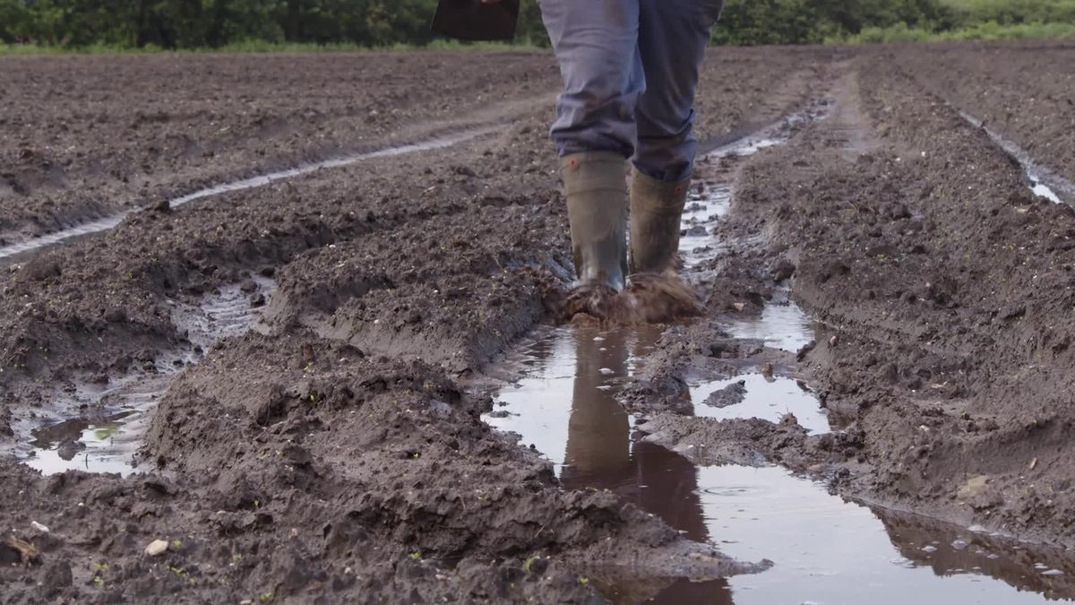 Natte aardappels redden met de schop: “Dit is wel monnikenwerk”
