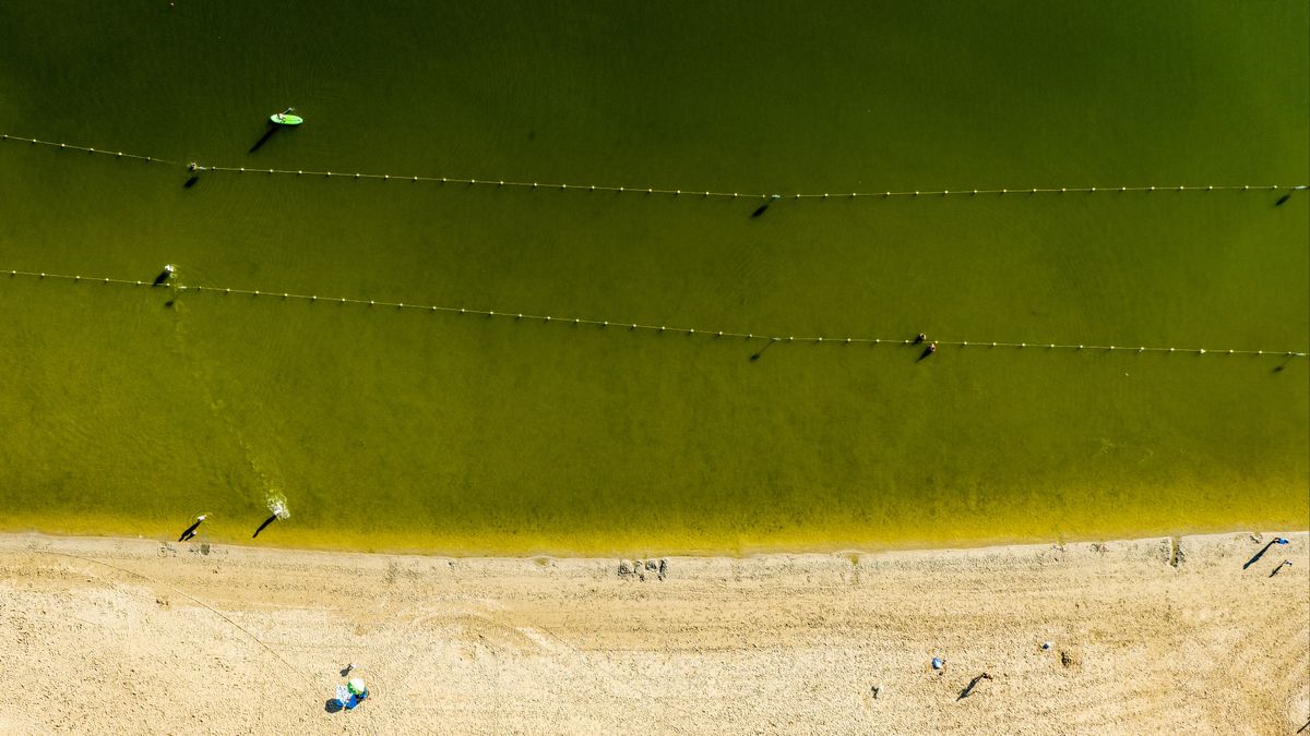 Wel of geen blauwalg: in welke recreatieplassen kun je veilig zwemmen?