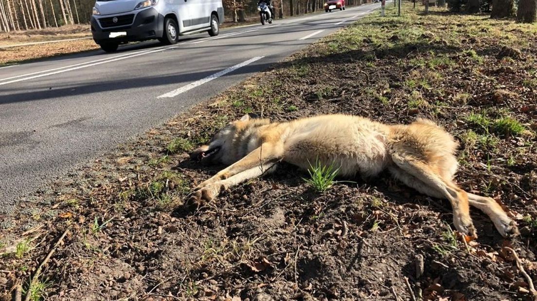 De wolvin bezweek aan haar verwondingen na de aanrijding.