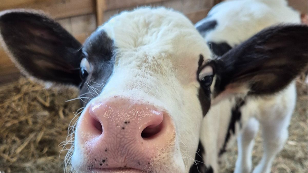 Deskundige: aanbesteding duurzame landbouwgrond was niet nodig