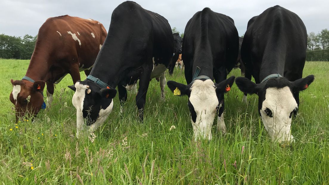 Boeren, gemeenten en provincie in onzekerheid nu blijkt dat het programma om stikstof terug te dringen onvoldoende is.
(Rechten: RTV Drenthe/Serge Vinkenvleugel)