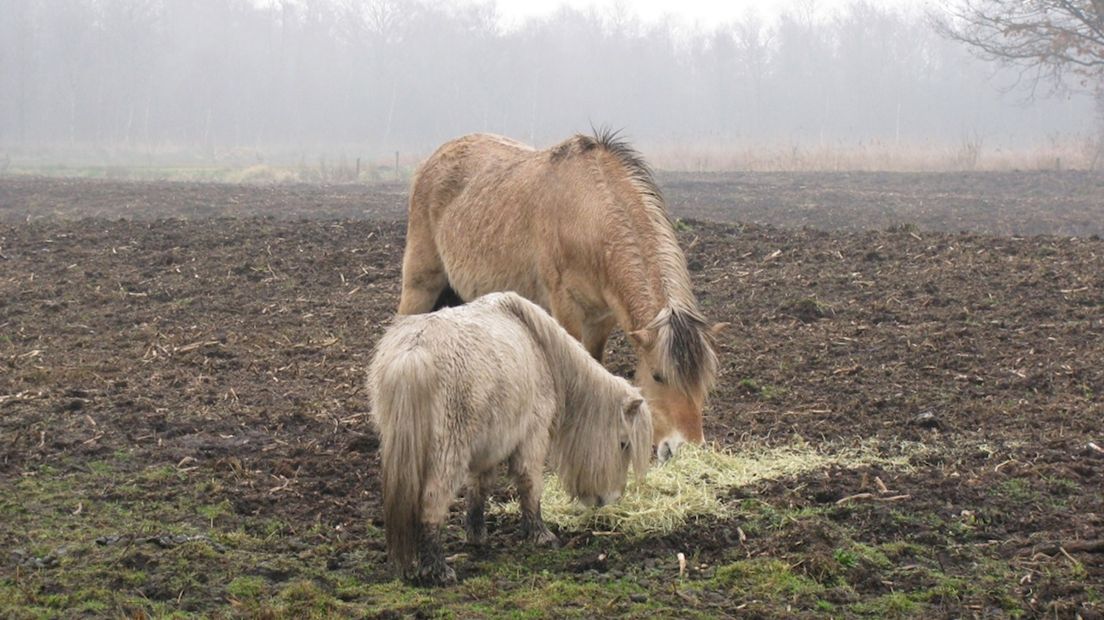 Pony's Kalenberg in beslag genomen