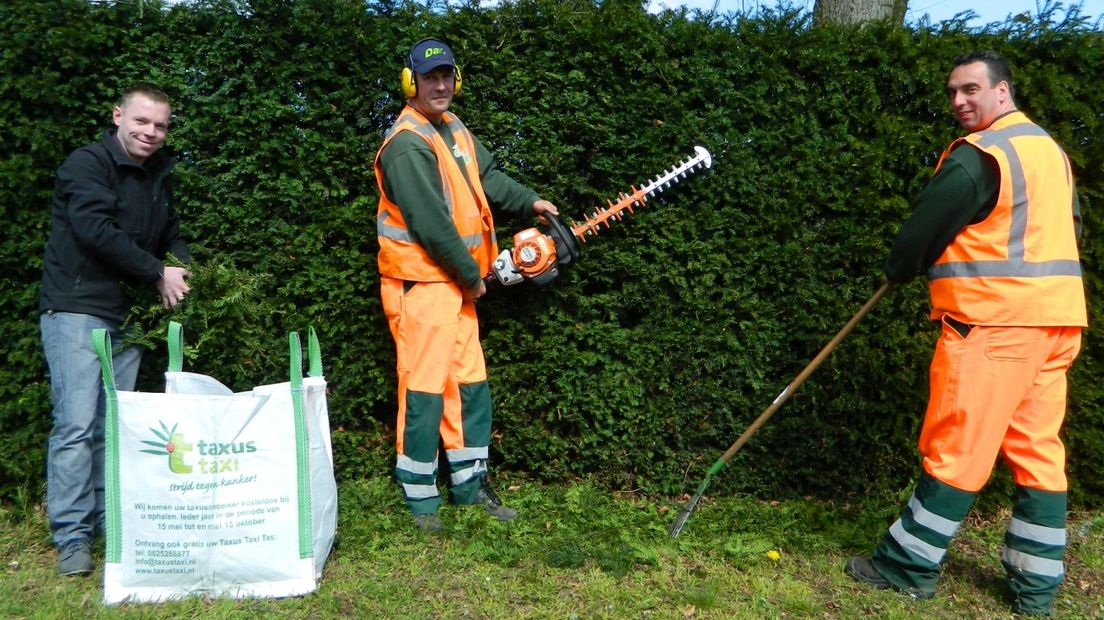 Er wordt steeds meer taxus ingezameld in Gelderland. Vanaf dit weekend rijdt de taxustaxi weer rond om bij particulieren en groenbedrijven het knipsel van de struiken op te halen.