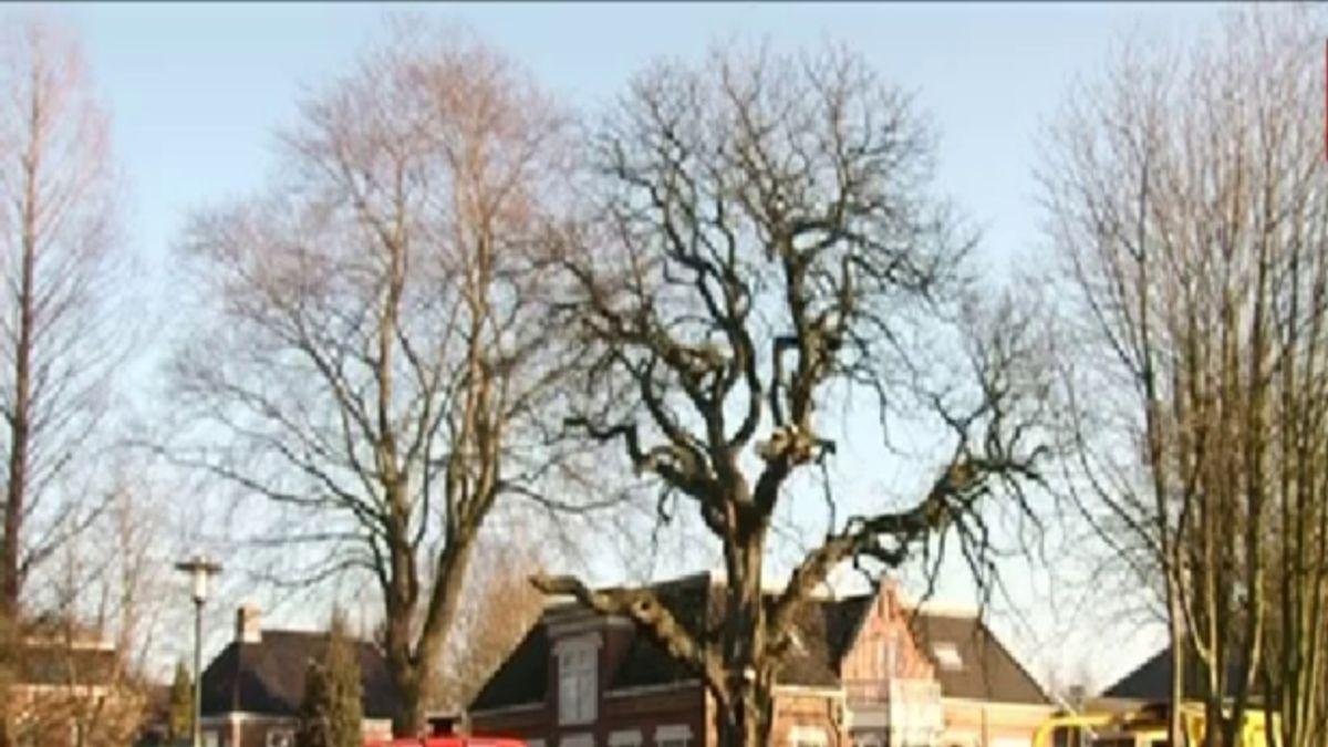 150-jaar oude kastanjeboom Gasselternijveen gekapt