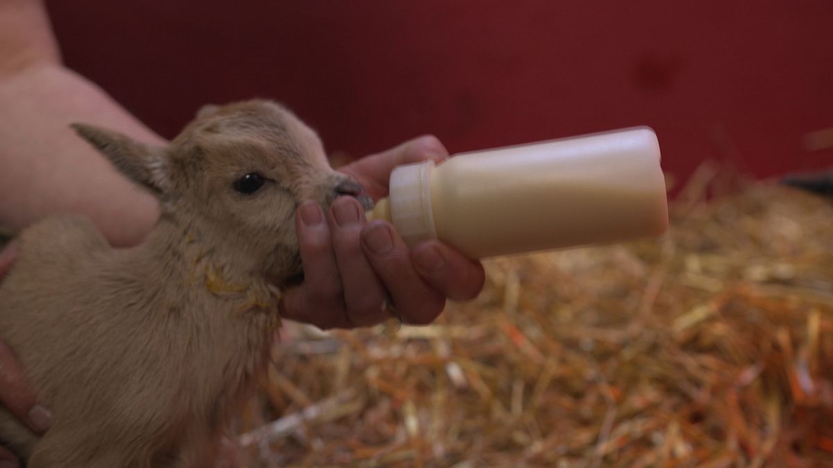 Vijf geitjes geboren in Peize: 'Niet normaal!'