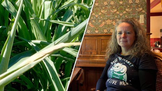 Activisten richten pijlen op bestrijdingsmiddelen boeren: 'Nieuwe stikstofcrisis' Home