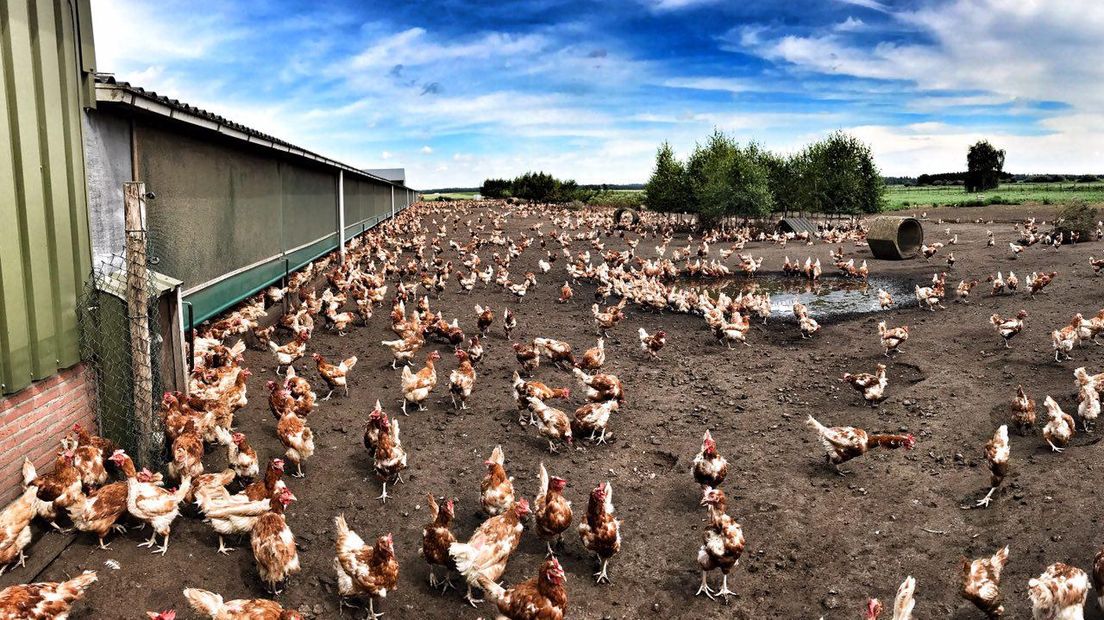 De kippen van de familie Oving (Rechten: RTV Drenthe/Edwin van Stenis)