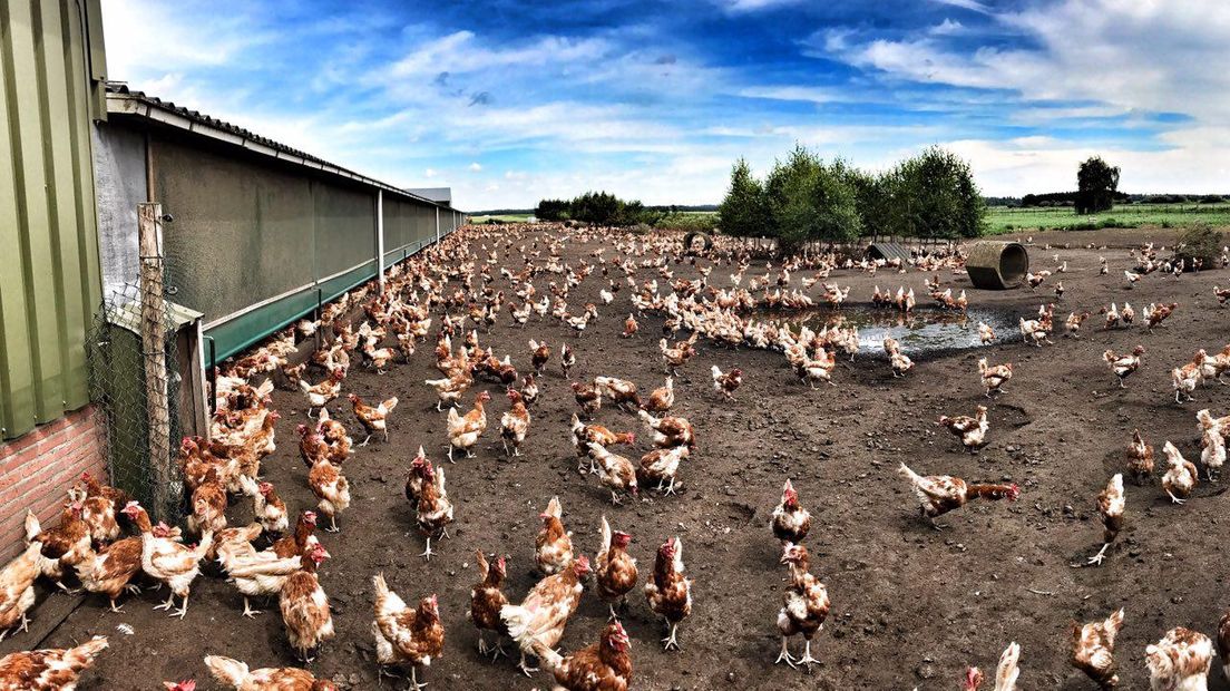 Kippen zouden moeten worden opgehokt om verspreiding van vogelgriep te voorkomen (Rechten: Edwin van Stenis/RTV Drenthe)