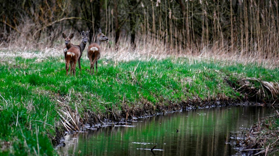 Natuur bij Lunetten.