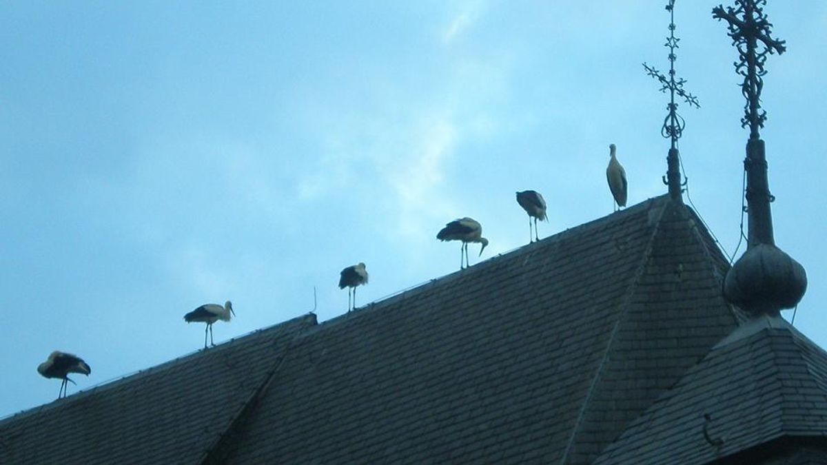 Zwerm ooievaars in Noorbeek