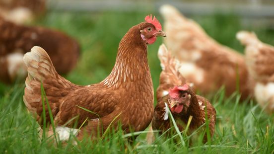 Vogelgriep in Aalsum vastgesteld: 30.000 leghennen worden geruimd Nieuws