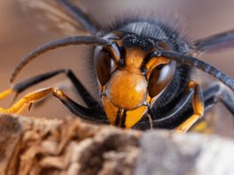 Imkers bestrijden samen de Aziatische hoornaar die bijenvolken te lijf gaat
