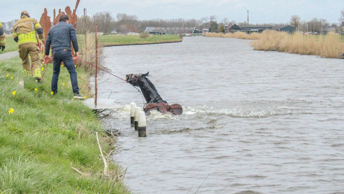 Forse botsing in De Blesse | Losgebroken koeien wandelen door Damwâld