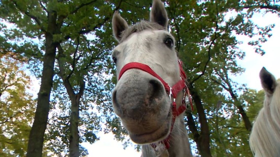 Paard op de Zuidlaardermarkt (Rechten: RTV Drenthe)