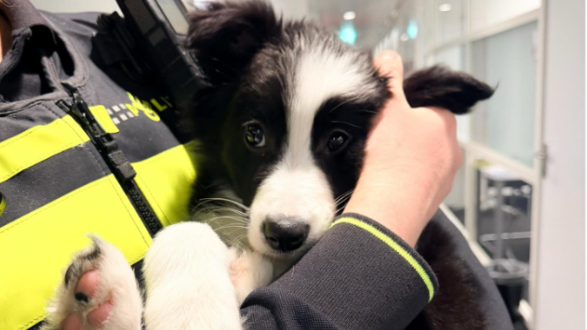 Van balkon geredde pup in de armen van de wijkagent.