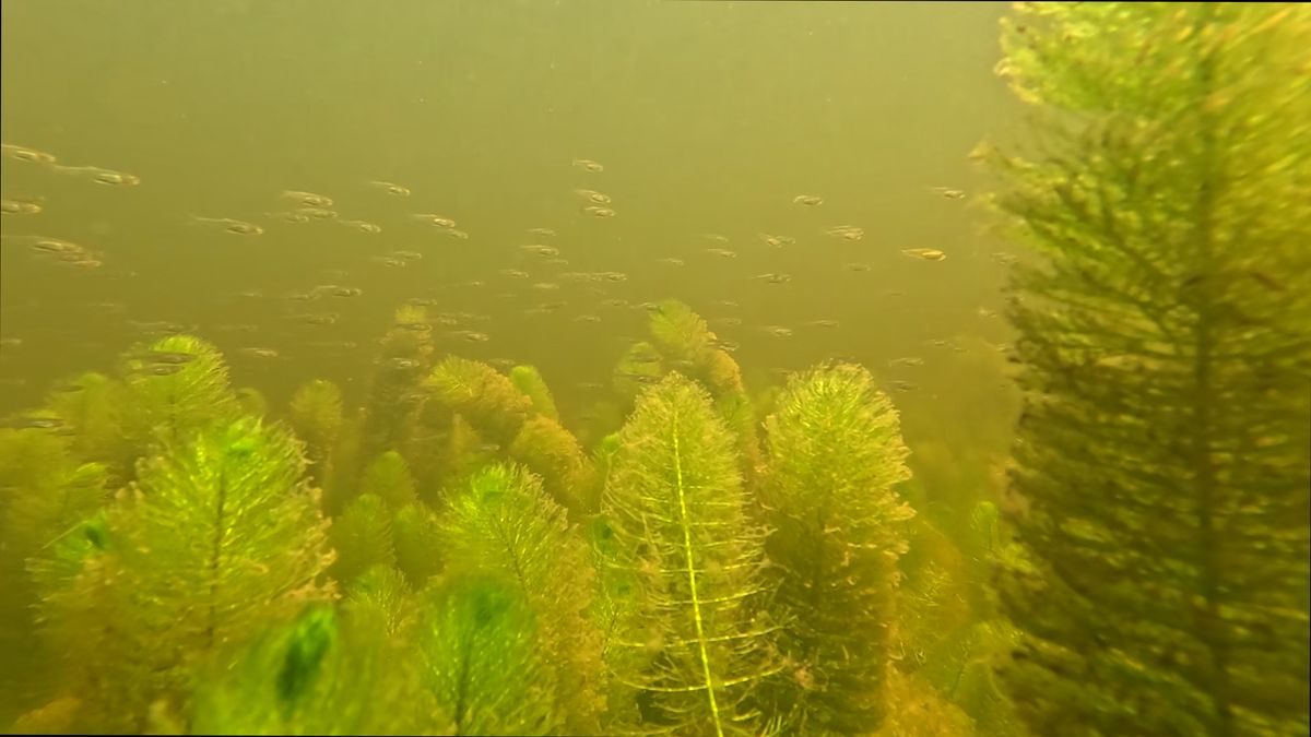'Groene nachtmerrie' in Tienhovense Plassen
