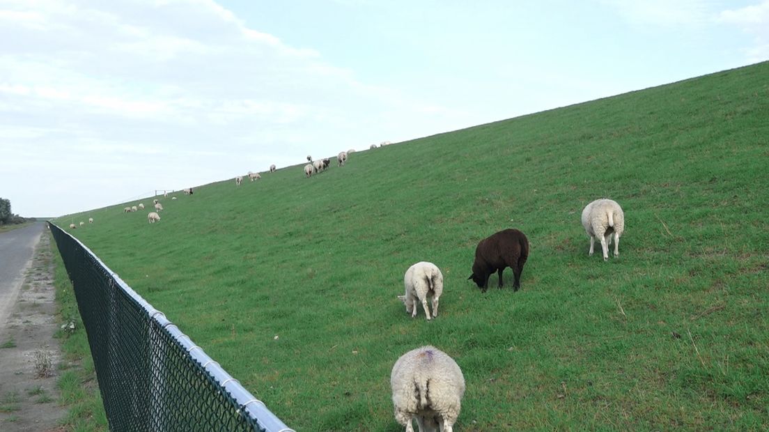 Schapen lopen weer op de dijk