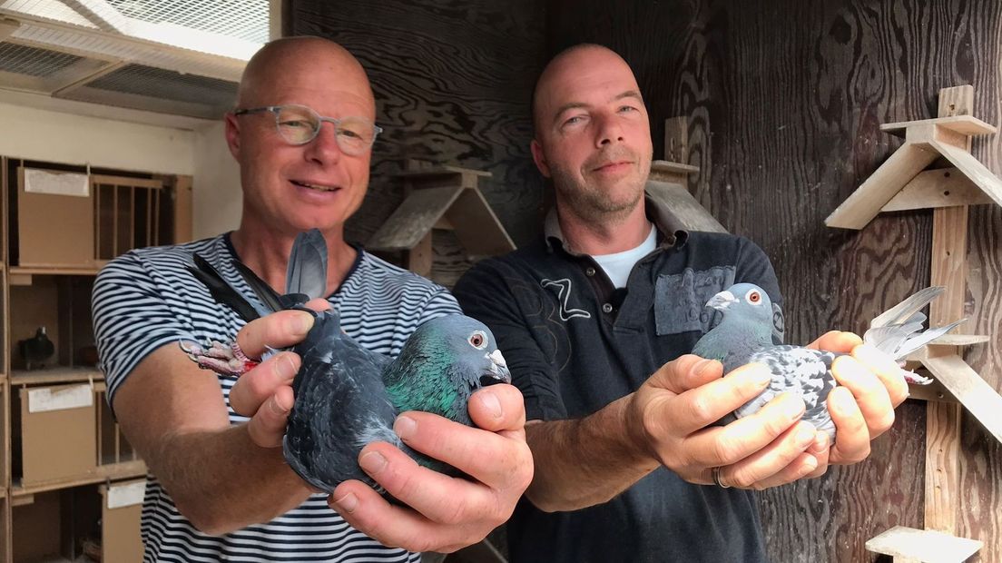Broers André en Eddie Holleman met hun geliefde duiven.