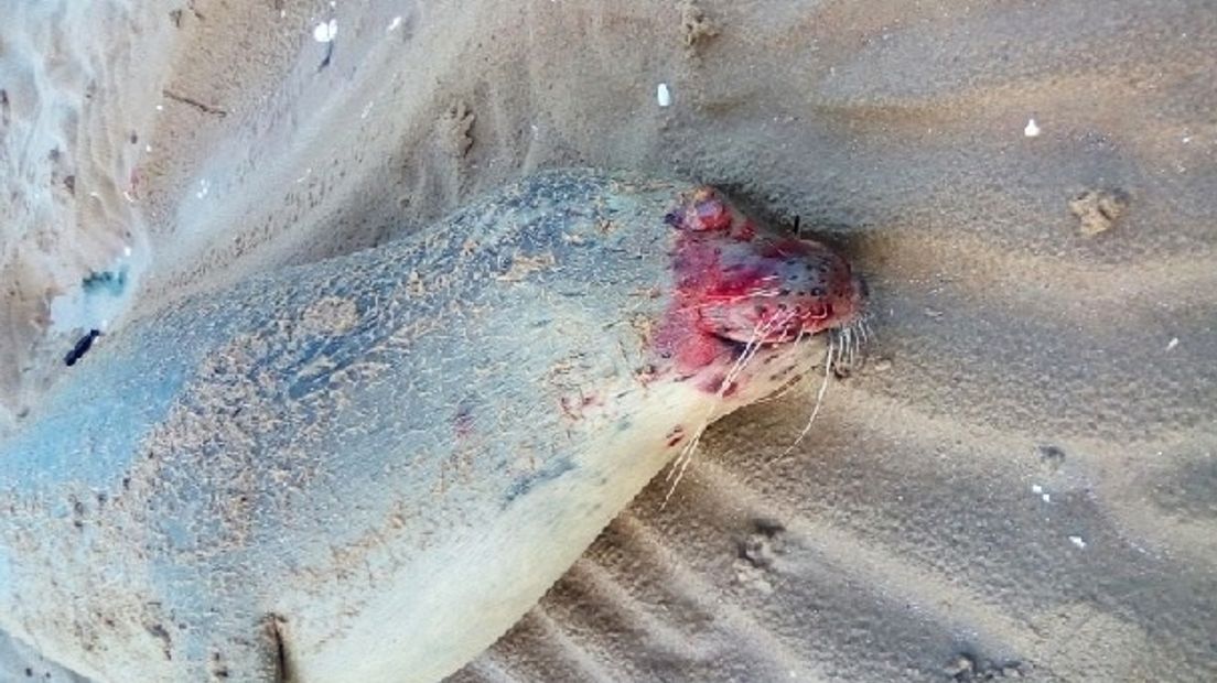 De in Frankrijk doodgeschoten zeehond Dax