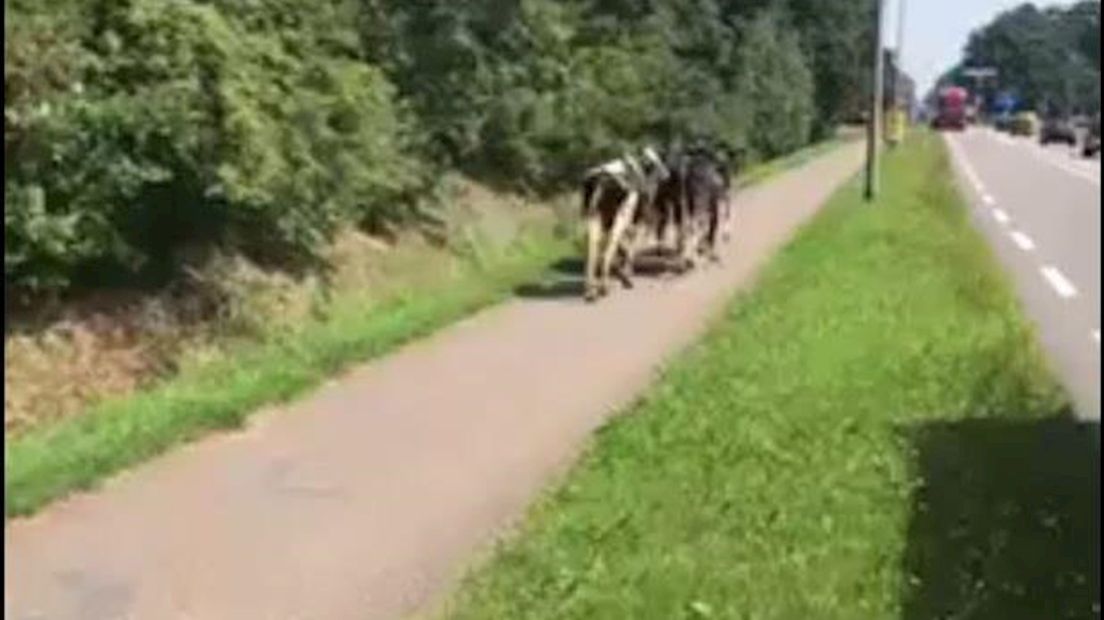 De koeien die op het fietspad rennen