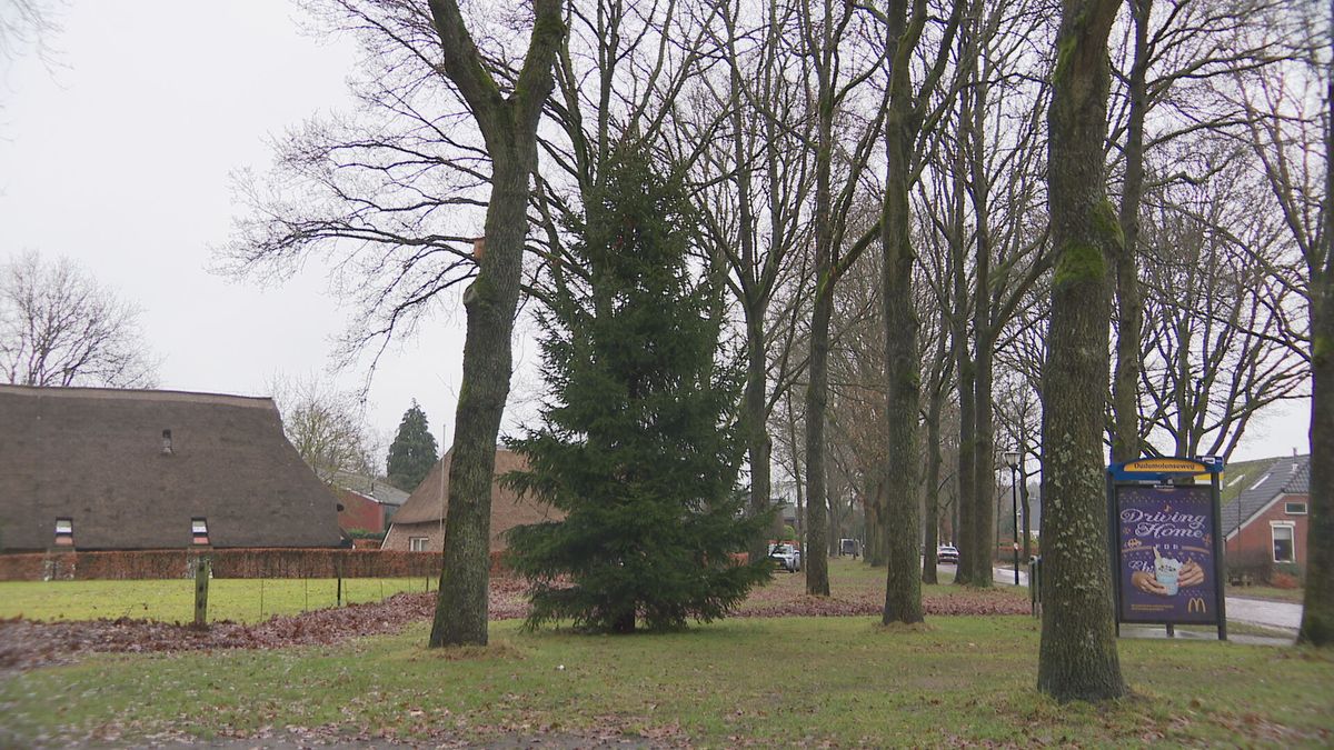Kerstboomdrama in Gasteren: vandalen verwoesten pronkstuk en stelen handgemaakte piek