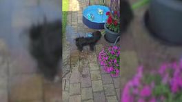 Puppy speelt met water