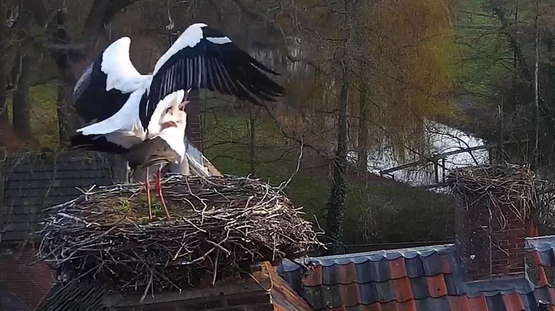 Ooievaars zijn actief op livestream Herwijnen.