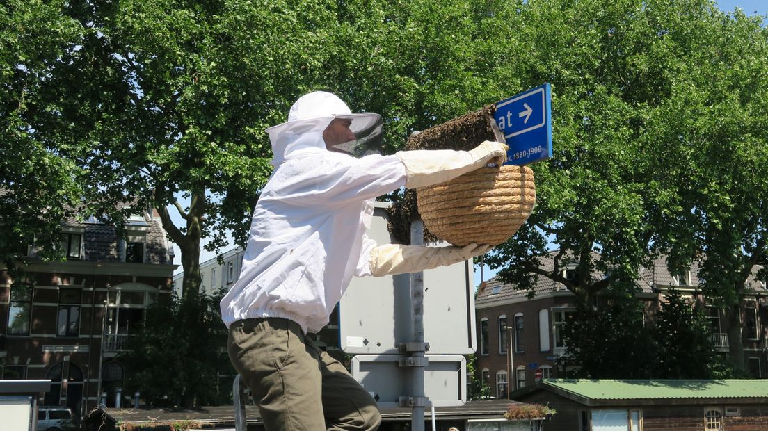 Met een veer werden de bijen zachtjes in een korf geveegd