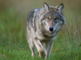 Adviseur faunabeheer: 'Probleemwolf afschieten kan leiden tot meer schade aan landbouwhuisdieren'