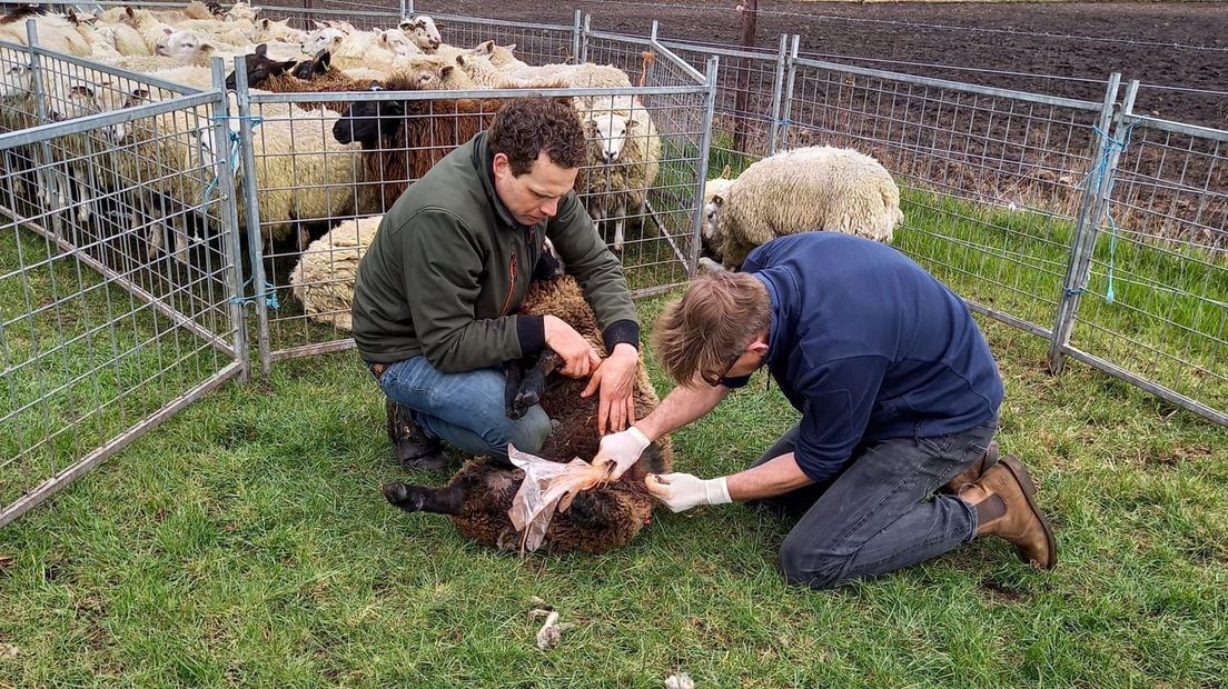 Bert Zinger met dierenarts en gewond schaap