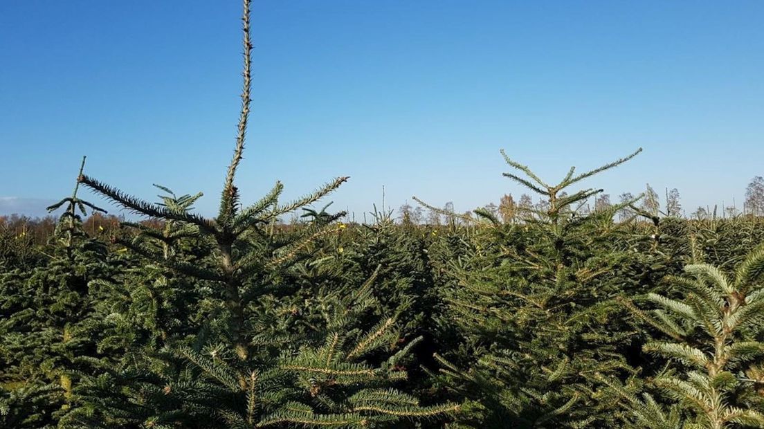 Kerstbomen vernield door onbekenden in Geesteren