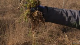 Transplantatie-operatie van veenmos