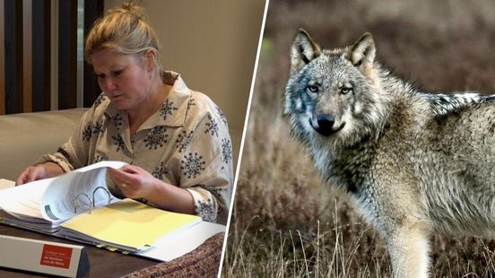 College voor de Rechten van de Mens: visie op wolf is geen beschermde levensovertuiging Home