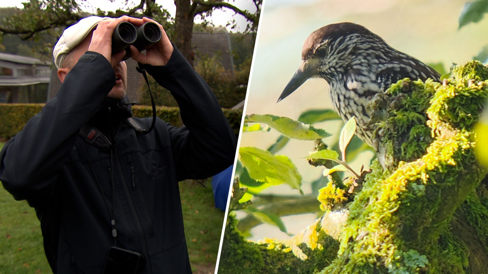 Zeldzame notenkraker gespot in Gelderland, vogelaars door het dolle heen