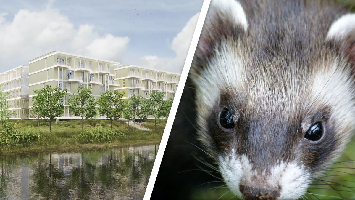 Nieuwbouw in Amersfoort kan verder na jaar vertraging door bunzing